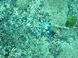 Seeschlange am Riff