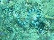 Giftige Blattschwanz Seeschlange