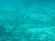 Schwarz Spitzen Riff Haie am Shark Point 30 meter