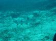 Schwarzspitzen Riff Hai