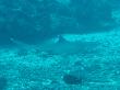 Weiss Spitzen Riff Hai